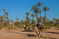 Paseo en dromerario por Palmeral